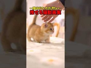 あなたの推し猫をシェアしよう！かわいい猫たちの魅力満載 – ねこねここねこ