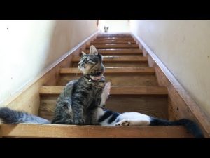 かわいい猫の遊び場！階段で遊ぶチビクロの癒し動画 – ねこねここねこ