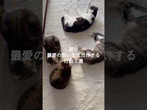 猫が飼い主にだけ見せる行動3選｜愛猫の秘密を理解しよう – ねこねここねこ