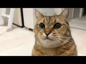猫のタイミング perfectly呼びに来る動画｜耐えられないかわいさとしつけ術 – ねこねここねこ