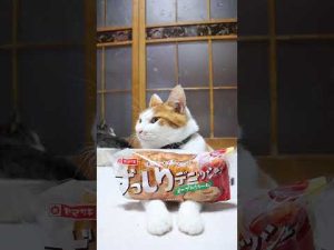 かわいい猫とずっしりデニッシュの魅力｜メープルクリームと癒しの瞬間 – ねこねここねこ