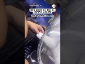 電車で隣りの猫が手をつなぐ癒し瞬間｜ほのぼの動画 – ねこねここねこ